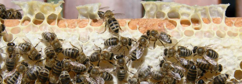 MMOE szervezésben – Mesterséges Termékenyítési Program – 2017. július 12-14.